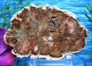 Petrified Wood Complete Round Slab W/bark Bursting Caramel Olive - Green And Pink