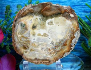 Petrified Wood Complete Round Slab W/bark Green Ivory Ginger Gold W/crystals 4 ",