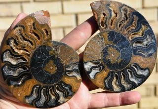 Rare 1n100 Black Ammonite Lg Pair Deep Crystals 110myo Fossil 117mm 4.  7 " A3929