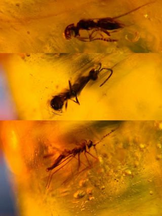 2 Wasp Bee&mosquito Fly Burmite Myanmar Burmese Amber Insect Fossil Dinosaur Age