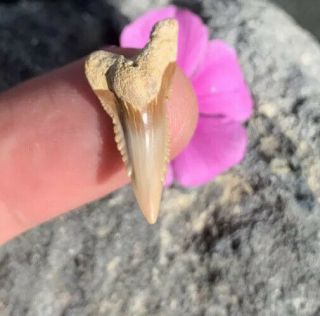 Bone Valley - Orange Hemipristis Shark Tooth - 1.  00 In.  - Real Fossil - Fl