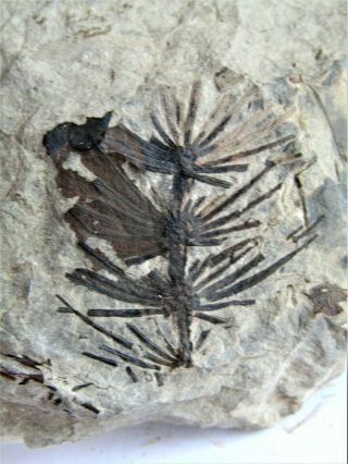 Plate With Rare Fern Fossil.  Asterophyllites Equisetiformis,  Nºw05