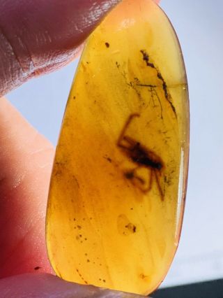 2.  75g Unknown Big Bug Burmite Myanmar Burmese Amber Insect Fossil Dinosaur Age