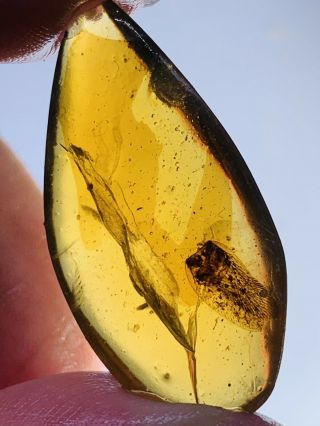 2.  18g Unknown Bug Wings Burmite Myanmar Burmese Amber Insect Fossil Dinosaur Age