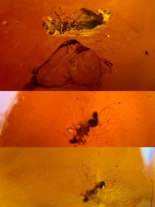 3 Barklice Booklice Fly Burmite Myanmar Burmese Amber Insect Fossil Dinosaur Age