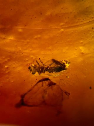 3 barklice booklice fly Burmite Myanmar Burmese Amber insect fossil dinosaur age 2
