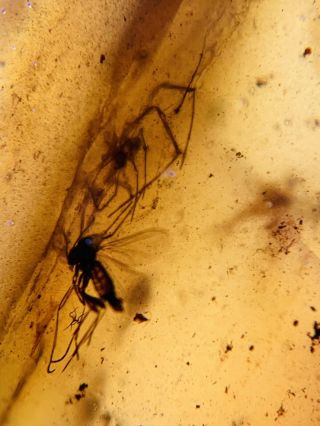 Spider&3 Mosquito Fly Burmite Myanmar Burmese Amber Insect Fossil Dinosaur Age