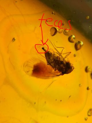 Fly Defecate Feces Burmite Myanmar Burmese Amber Insect Fossil Dinosaur Age