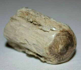 Cut & Polished Petrified Wood Limb Casting Collected From Wyoming,  America