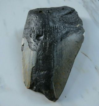 Fossil Megalodon Shark Tooth,  3 1/4 Inches