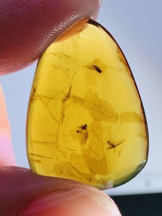 1.  75g 3 Unknown Fly Bug Burmite Myanmar Burmese Amber Insect Fossil Dinosaur Age
