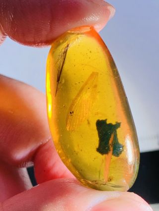 4.  7g Unknown Bug Wings Burmite Myanmar Burmese Amber Insect Fossil Dinosaur Age