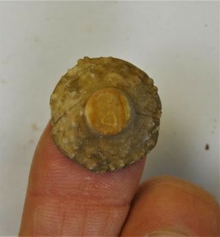 Crinoids - Permian Period - Unidentified Crinoid Of Timor - Uc6