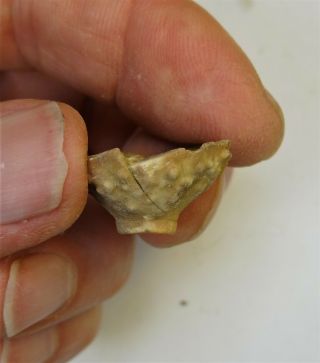 Crinoids - Permian Period - Unidentified Crinoid of Timor - UC6 2