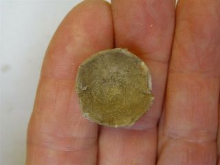 Crinoids - Permian Period - Unidentified Crinoid of Timor - UC6 3