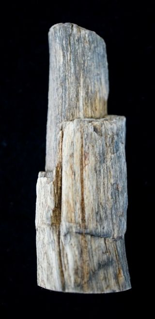Araucarioxylon Limb Polished Petrified From Southern Utah 24