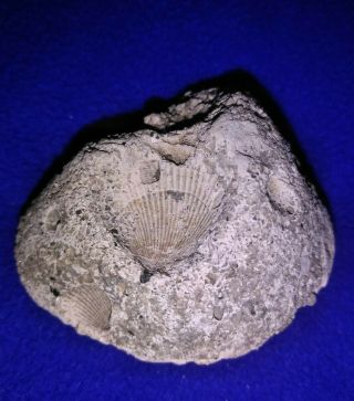 F01 Fossilized Marine Sediment 51 Mm Perfect Scallop Sea Shell Imprints Ancient