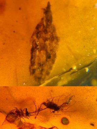 Cicada Larva&unknown Fly Burmite Myanmar Burma Amber Insect Fossil Dinosaur Age