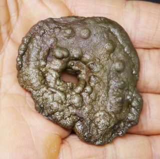 Russian Souvenir: Golden Ammonite.  100 Pyrite Stabilized Jurassic Amoeboceras