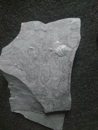 Soft Bodied Fossil,  Mid Cambrian,  Nearly 550 Million Years Old,  Wheeler Shale