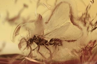 Winged Ant Formicidae Fossil Inclusion Baltic Amber 201111 - 96,  Img