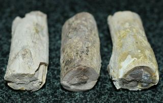 Natural Petrified Wood Limb Casting Specimens Collected Virgin Valley,  Nevada
