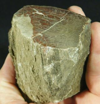 A Polished Petrified Wood Fossil From The Circle Cliffs In Utah 474gr