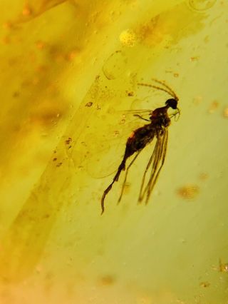 Long Tail Mosquito Fly Burmite Myanmar Burma Amber Insect Fossil Dinosaur Age