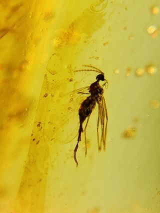 Long Tail Mosquito Fly Burmite Myanmar Burma Amber insect fossil dinosaur age 2