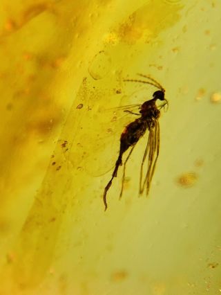 Long Tail Mosquito Fly Burmite Myanmar Burma Amber insect fossil dinosaur age 3