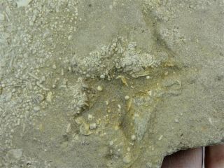 Ichnogenus - Mississippian Period - Starfish Exit Hole - Sfe1