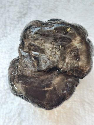 Petrified Wood Raw With Growth Rings From Yellowstone River