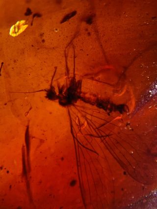 Scorpion Fly In Red Blood Amber Burmite Myanmar Amber insect fossil dinosaur age 3