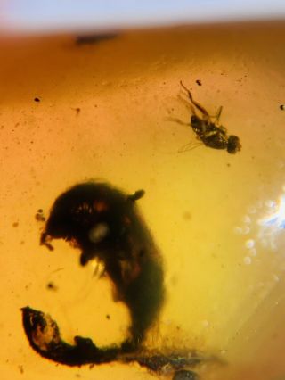 Unknown Item&diptera Fly Burmite Myanmar Burma Amber Insect Fossil Dinosaur Age