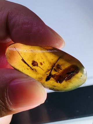 2.  83g Unknown Bug Wings Burmite Myanmar Burmese Amber Insect Fossil Dinosaur Age