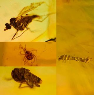 Unknown Larva&fly&tick&cicada Burmite Myanmar Amber Insect Fossil Dinosaur Age