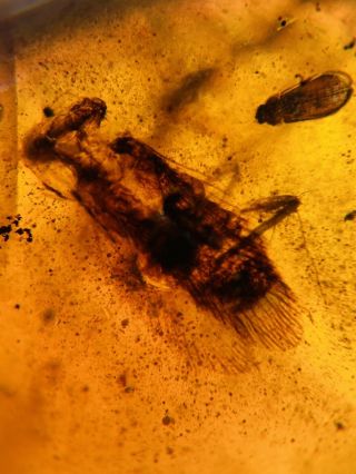 Adult Roach&beetle Burmite Myanmar Burmese Amber Insect Fossil Dinosaur Age