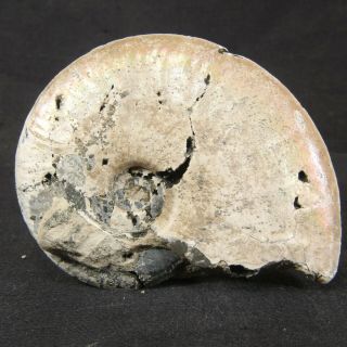 7.  2cm/2.  8in Wow Size Nacre Pyrite Ammonite Sublunuloceras Jurassic Fossil Russia