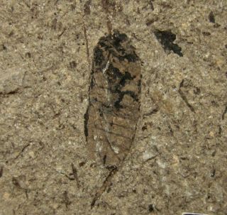 Corixidae Insect Fossil,  Inner Mongolia - 71730