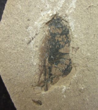 Corixidae Insect Fossil,  Inner Mongolia - 71732