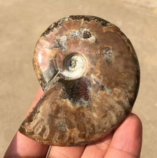 134g A Fossil Of A Fossilized Snail In The Ocean Of Gems A2084