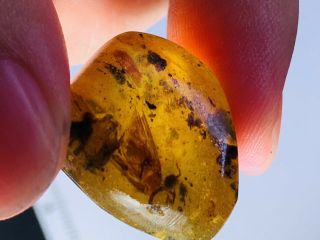 4.  08g Unknown Fly Bug Burmite Myanmar Burmese Amber Insect Fossil Dinosaur Age