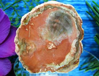 Petrified Wood Complete Round Slab W/bark Deep Peach Ginger Oyster Shell
