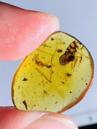 1.  1g Unique Roach Larva Burmite Myanmar Burmese Amber Insect Fossil Dinosaur Age