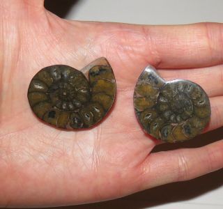 Rare Madascar Ammonite Amonite Pair Fossil Crystal Shell Specimen Chakra