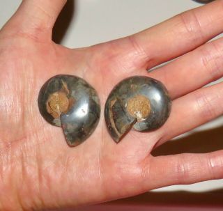 Rare Madascar Ammonite Amonite Pair Fossil Crystal Shell Specimen Chakra 3