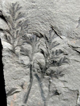 Carboniferous Fossil Plant - Sphenopteris Sp