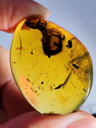 4.  04g Unknown Items Burmite Myanmar Burmese Amber Insect Fossil Dinosaur Age