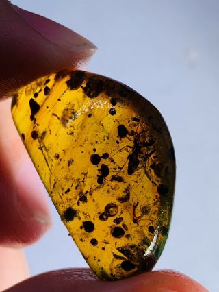4.  2g Unknown Bug&plant Spore Burmite Myanmar Amber Insect Fossil Dinosaur Age