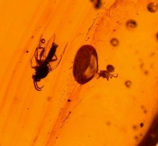 Spider With Mycetophilid Fly In Authentic Dominican Amber Fossil Gemstone